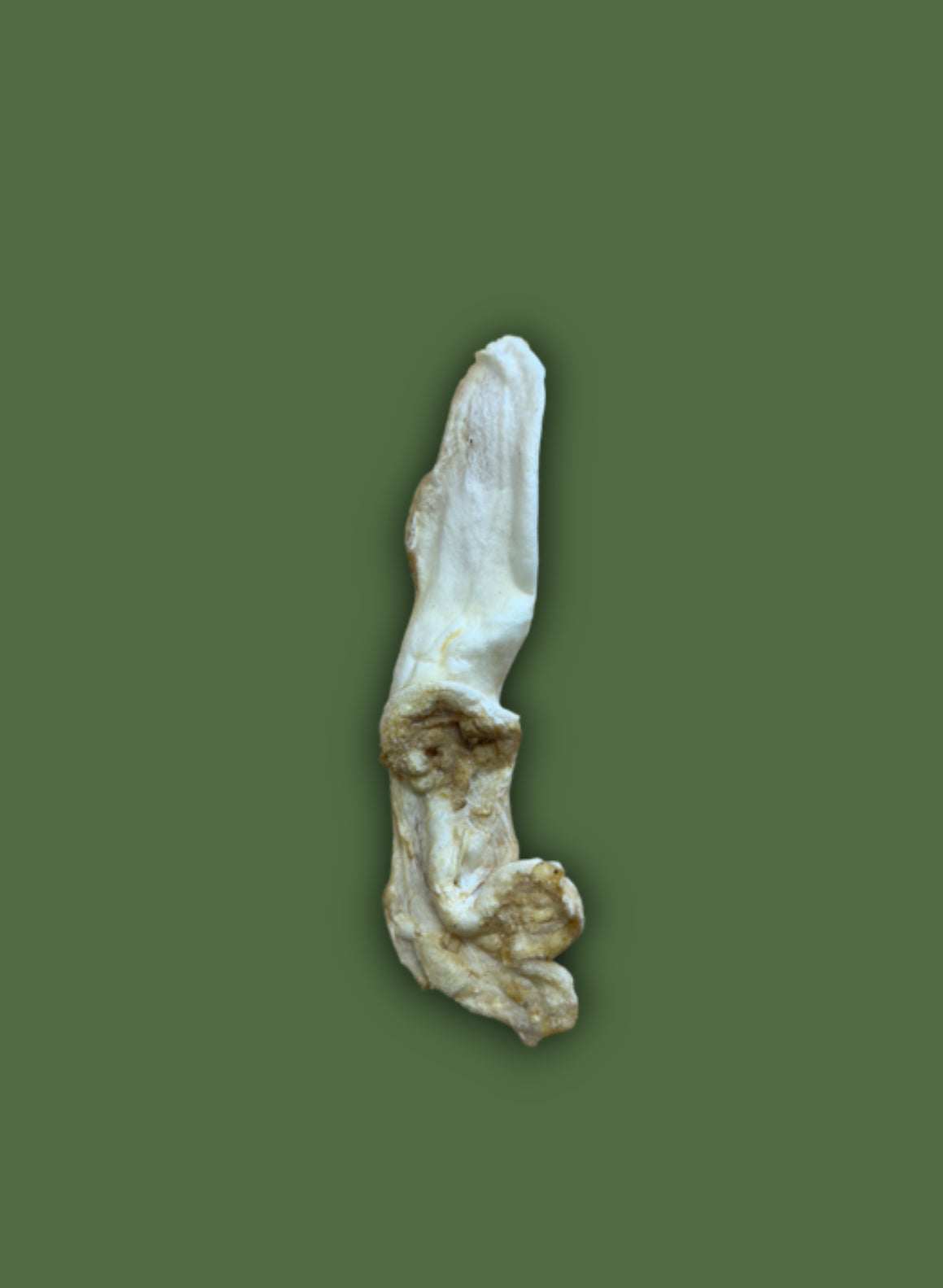 Puffed Rabbit Ear