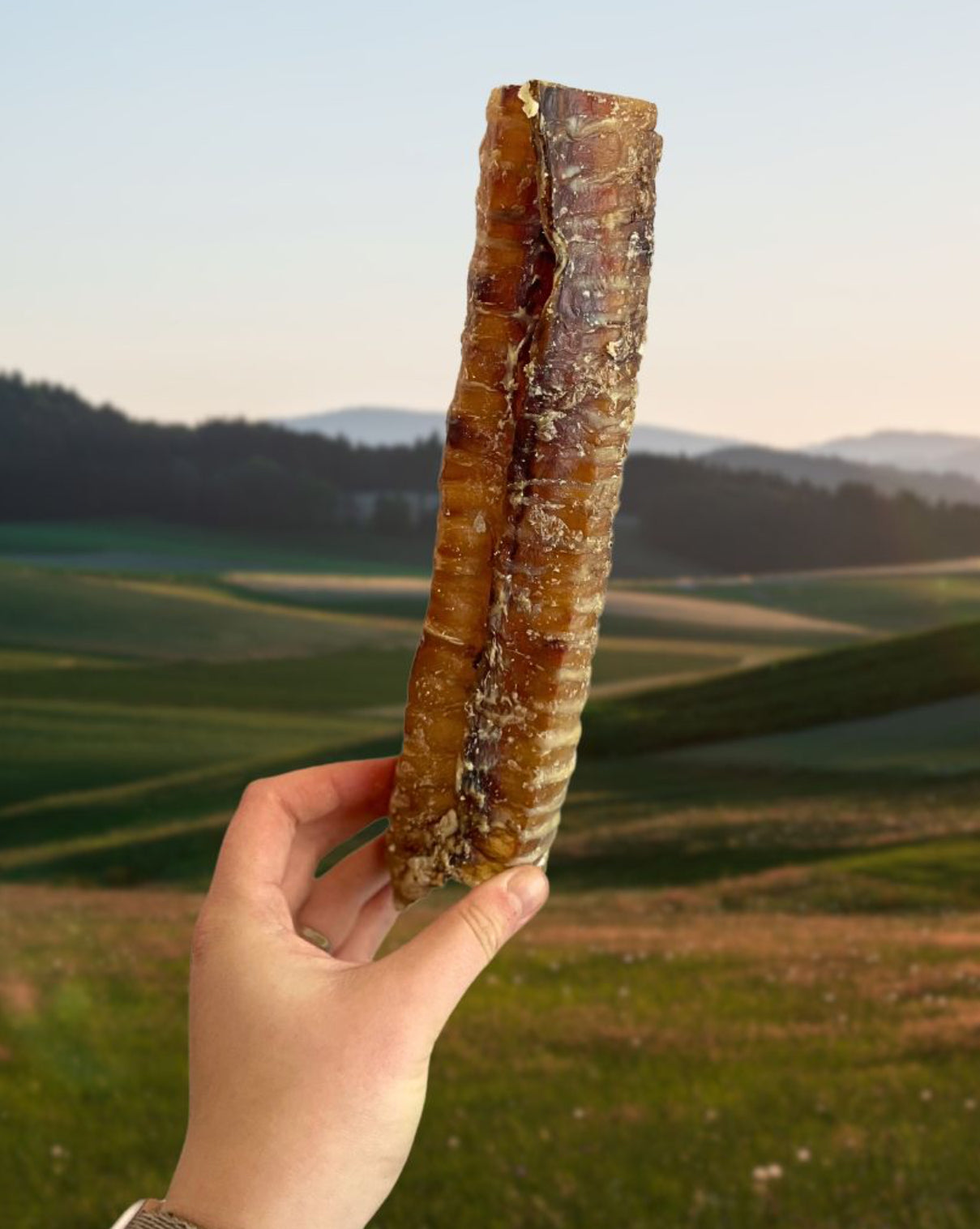 Beef Trachea