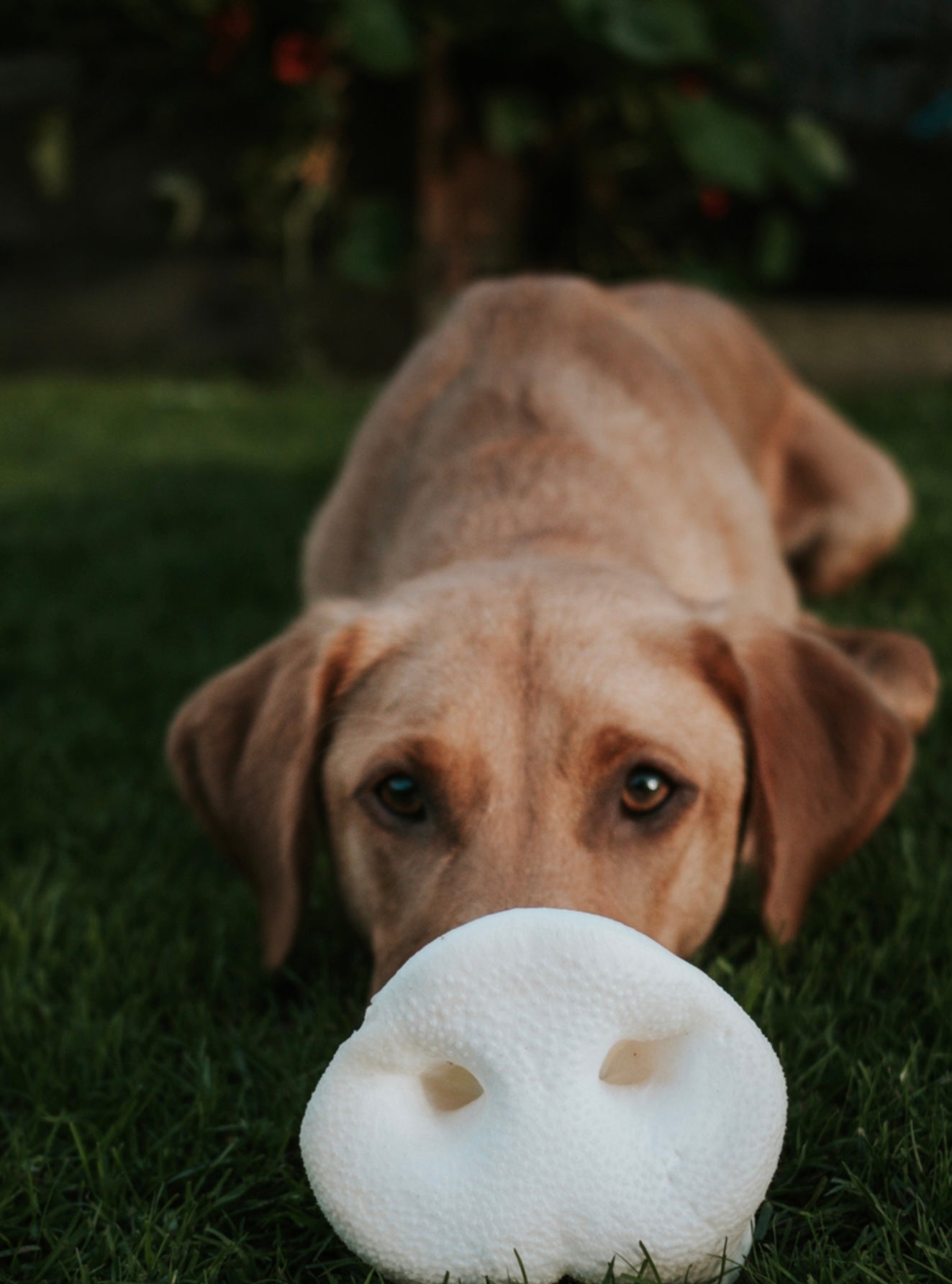 Anco Naturals Puffed Pig Snout