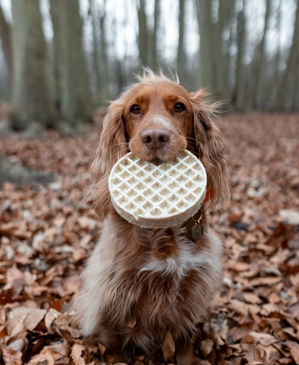 Anco Collagen Waffle