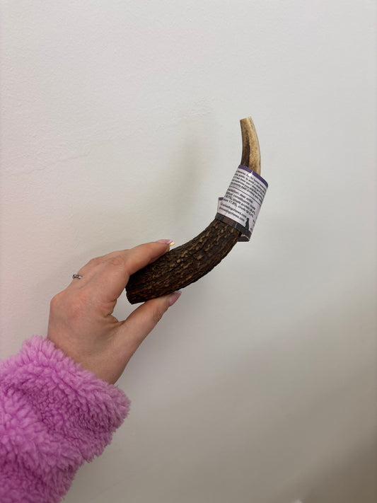 Deer Antler Medium