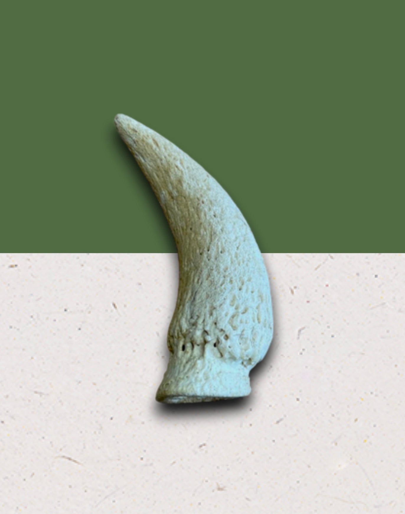 Anco Cow Horn Marrow