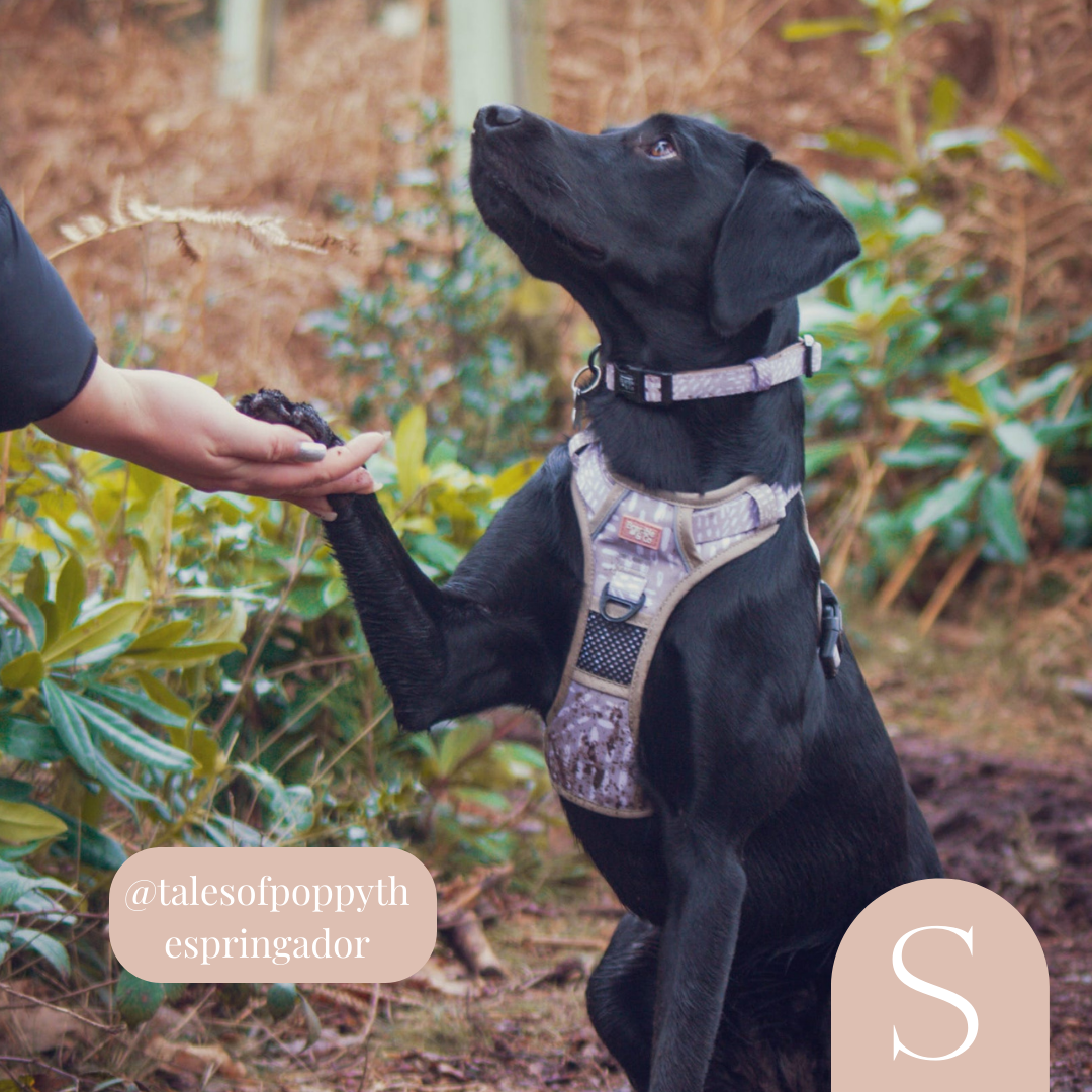 3-Point Adjustable Harness - The Feelings Neutral: Large