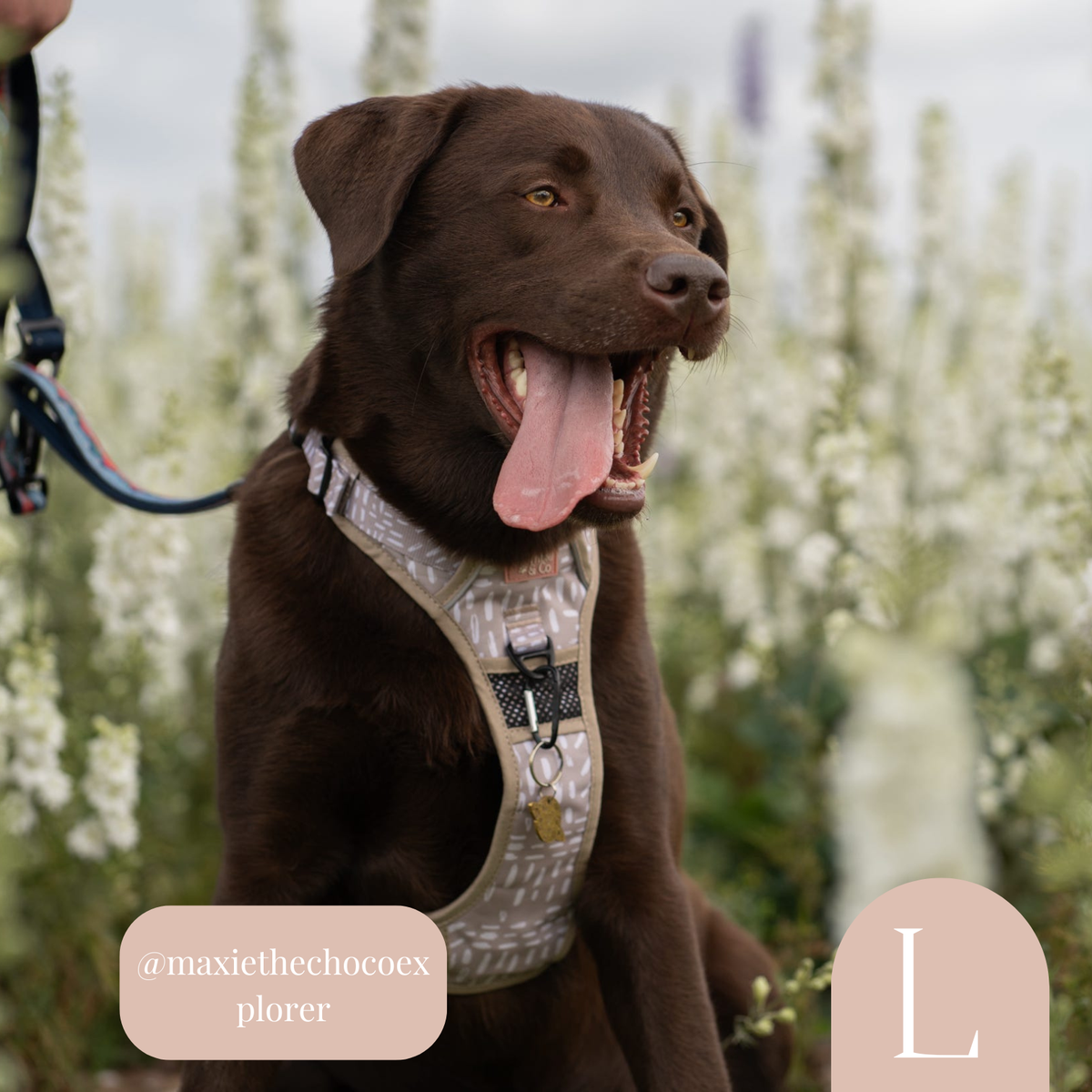 3-Point Adjustable Harness - The Feelings Neutral: Large