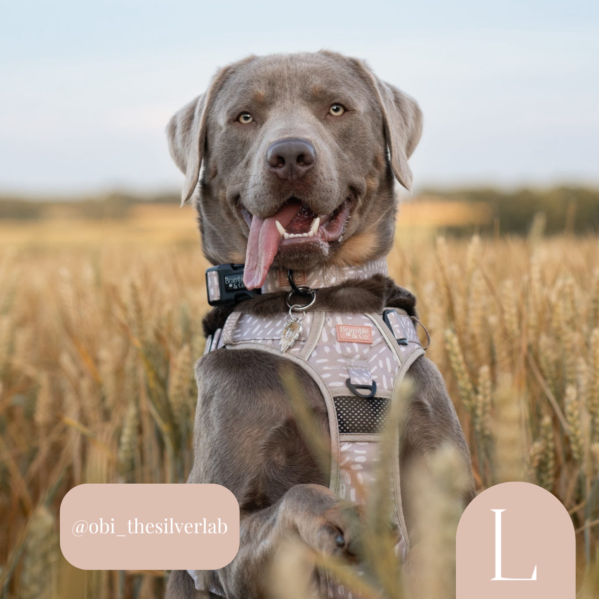 3-Point Adjustable Harness - The Feelings Neutral: Large