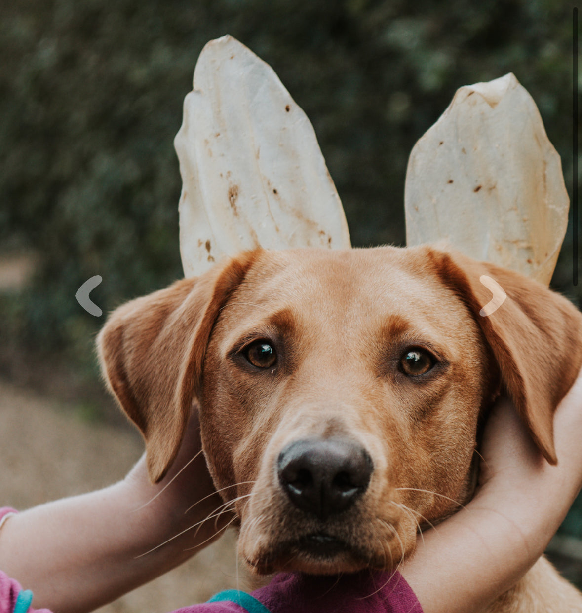 Anco Cow Ear