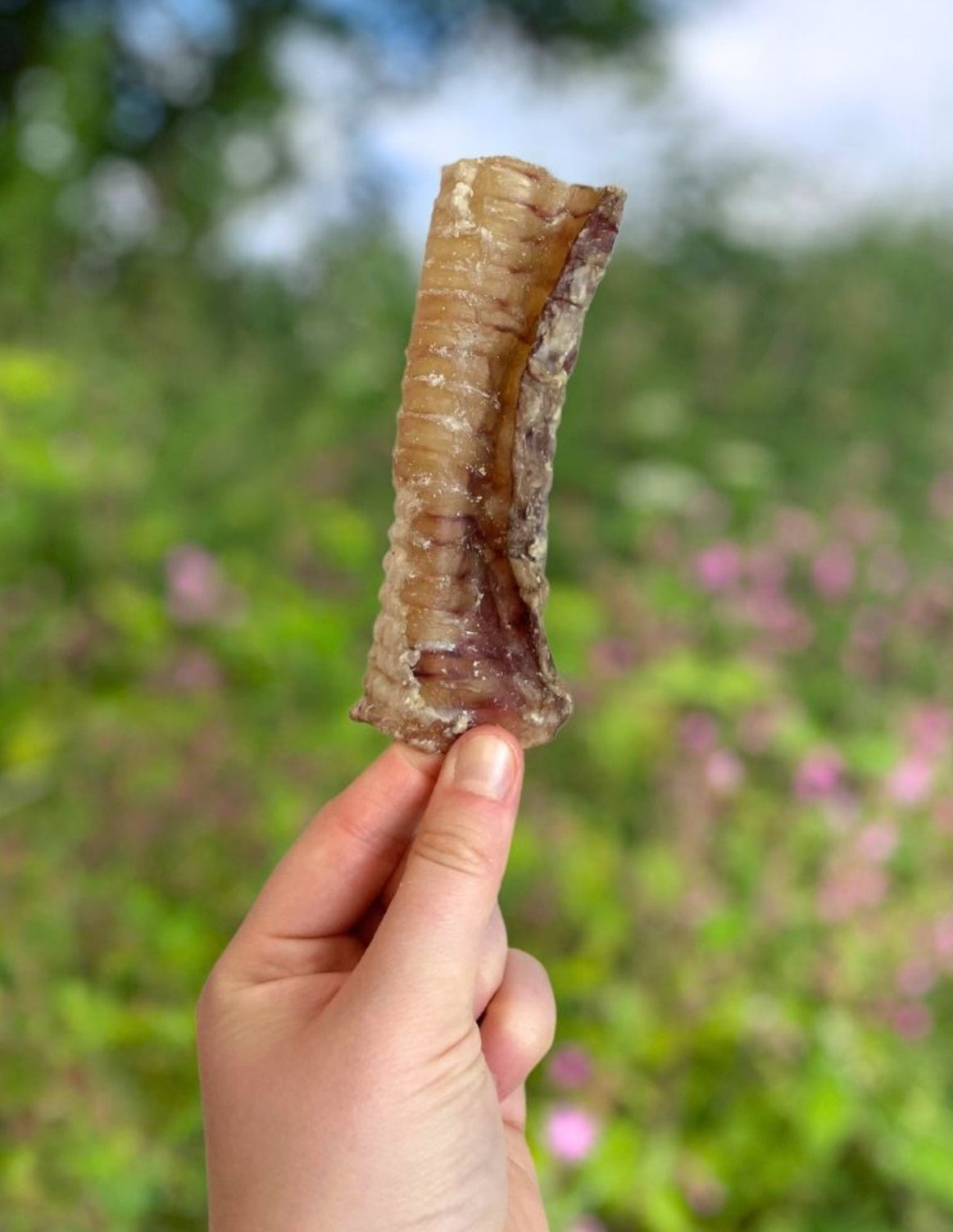Beef Trachea
