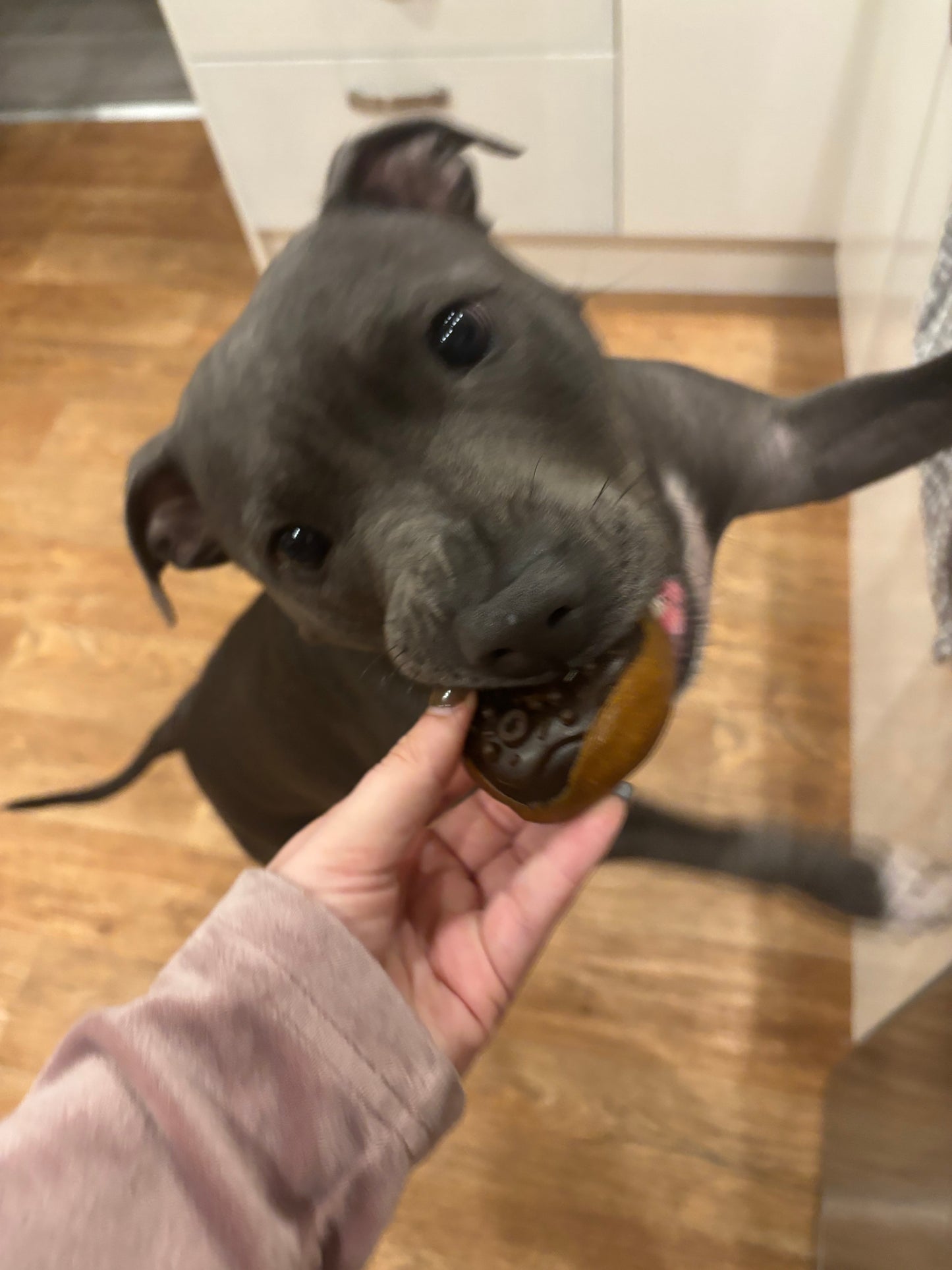 Maks Patch Doggy Donuts