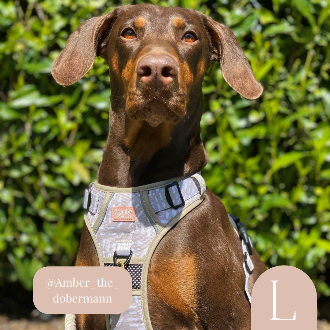 3-Point Adjustable Harness - The Feelings Neutral: Large