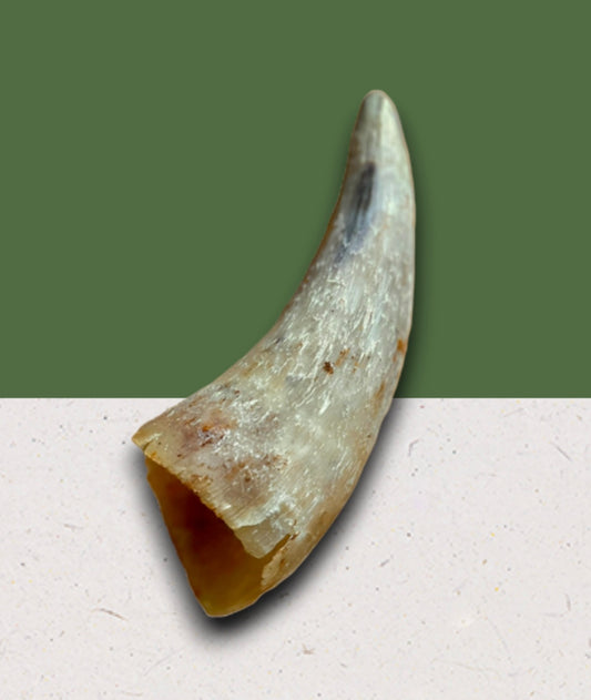 Anco Naturals Empty Cow Horn