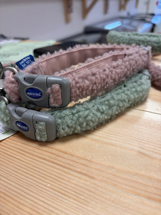 Teddy Collar/Lead