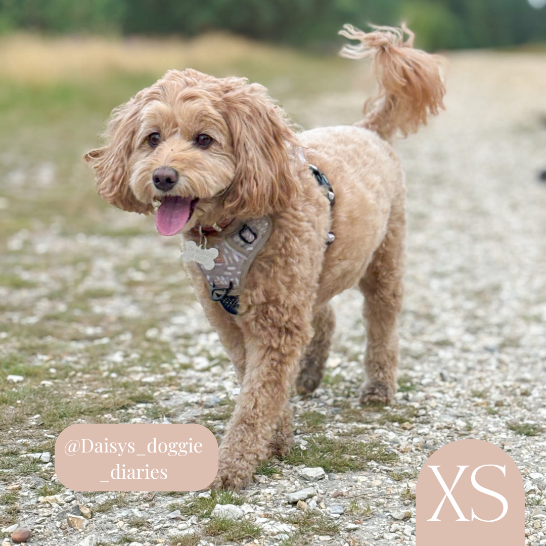 3-Point Adjustable Harness - The Feelings Neutral: Large