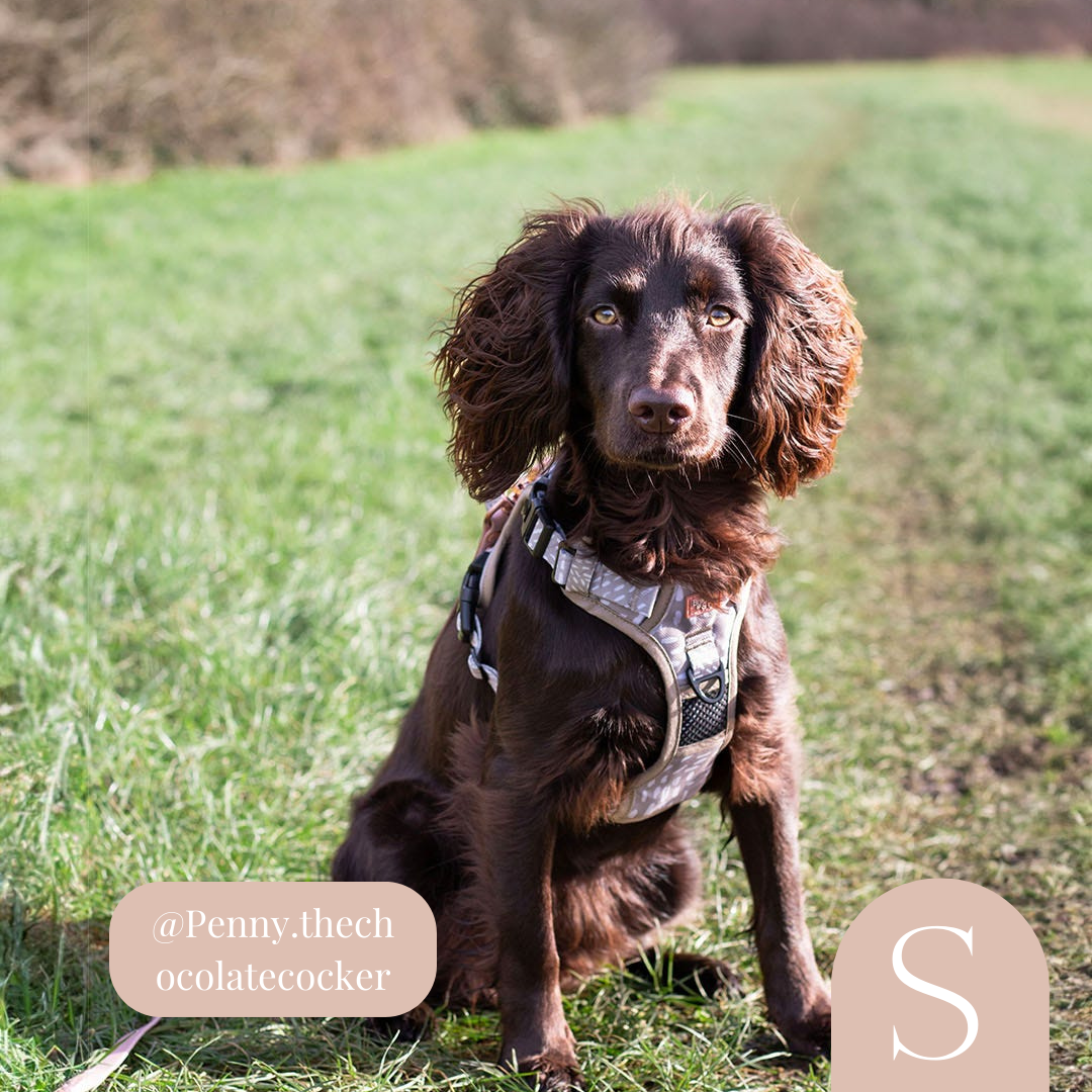 3-Point Adjustable Harness - The Feelings Neutral: Large